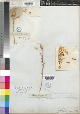 Kew Gardens K000273437:  Drege [s.n.] South Africa