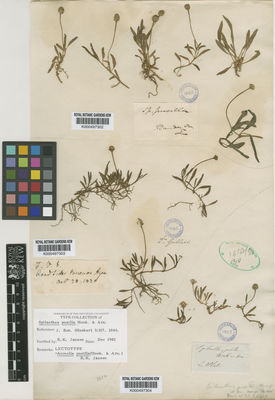 Kew Gardens K000497302:  [Tweedie] [s.n.] Uruguay