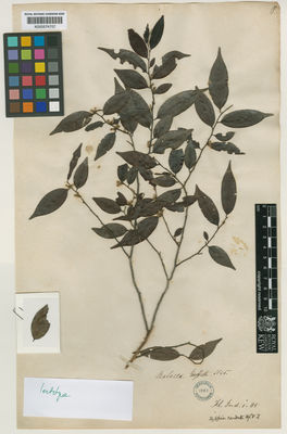 Kew Gardens K000574707:  Griffith [s.n.] Malaysia