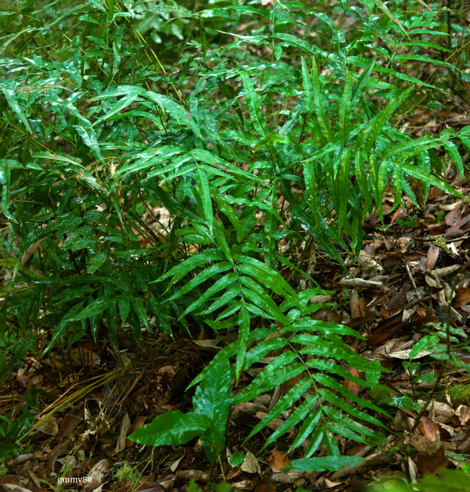 © copyright of the Board of Trustees of the Royal Botanic Gardens, Kew.