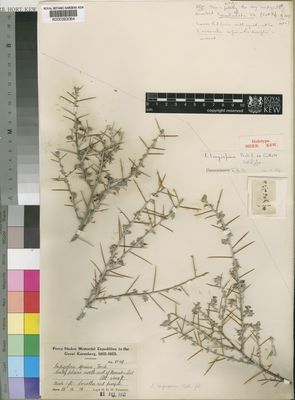 Kew Gardens K000393064:  Pearson, H.H.W. [8149] Namibia