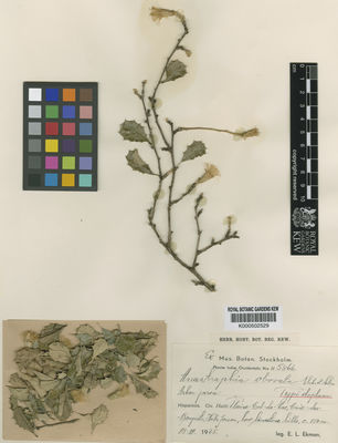 Kew Gardens K000502529:  Ekman, E.L. [H5366] Haiti