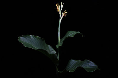 Canna indica L. | Plants of the World Online | Kew Science