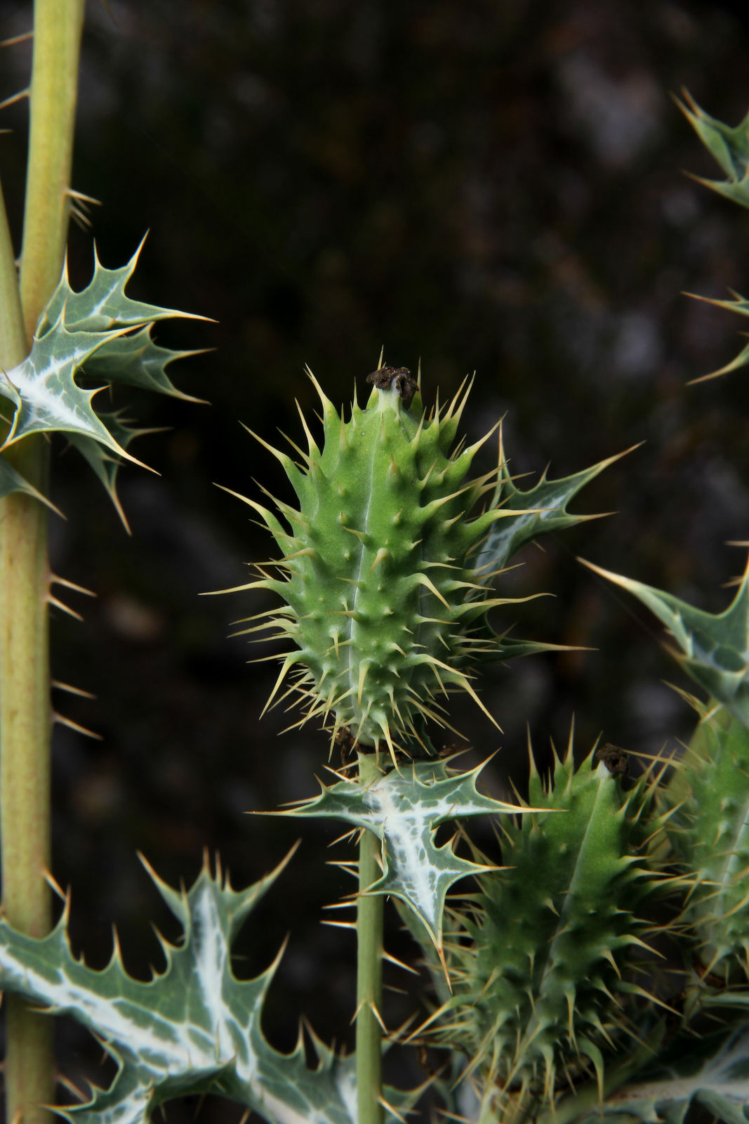 © copyright of the Board of Trustees of the Royal Botanic Gardens, Kew.