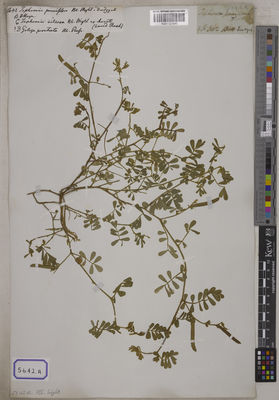 Kew Gardens K001121545:  s.coll. [Cat. no. 5642] India