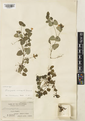 Kew Gardens K000882777:  Ramos, M.; Edano, G. [44041] Philippines