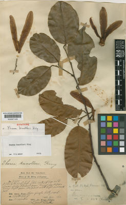 Kew Gardens K000671435:  Dr King's collector [3705] Malaysia