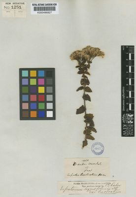 Kew Gardens K000486827:  [Tweedie] [s.n.] Brazil