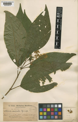 Kew Gardens K000329514:  Ule, E. [6543] Peru