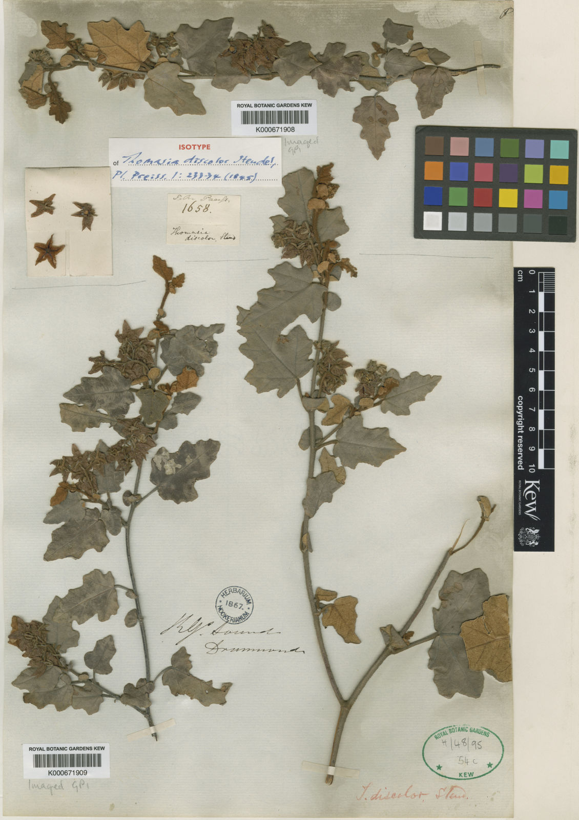 Thomasia discolor Steud. | Plants of the World Online | Kew Science