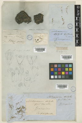 Kew Gardens K000883471:  Mueller, F.J.H., von [s.n.] Australia