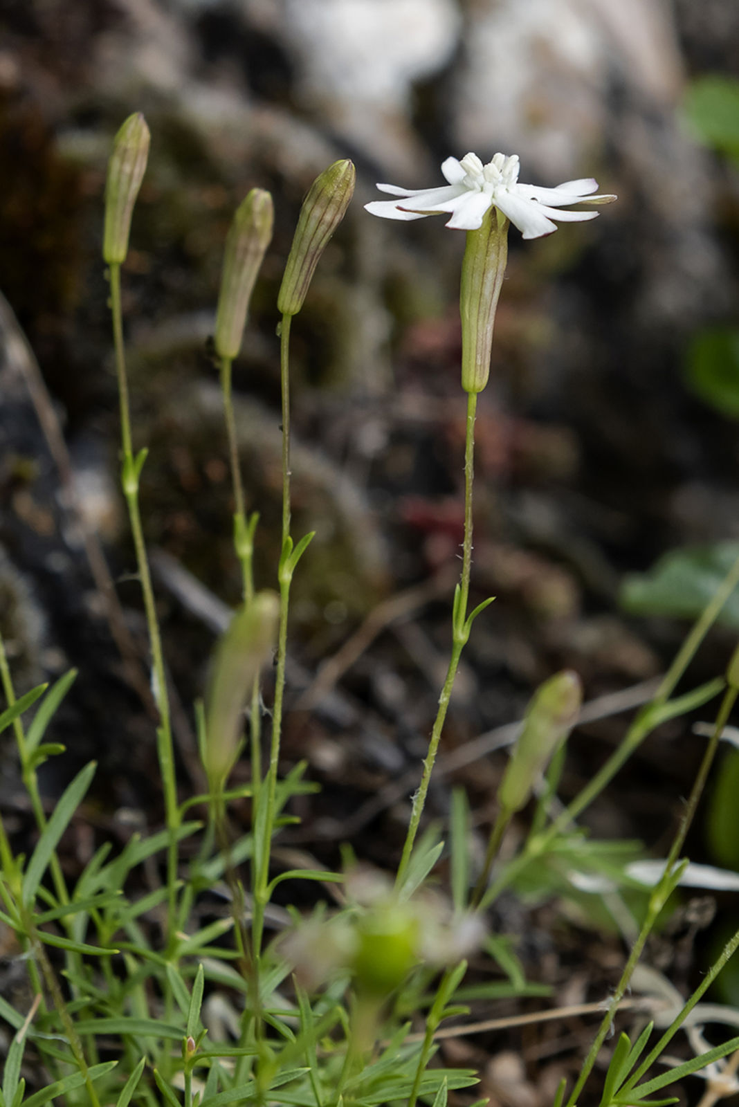 © copyright of the Board of Trustees of the Royal Botanic Gardens, Kew.