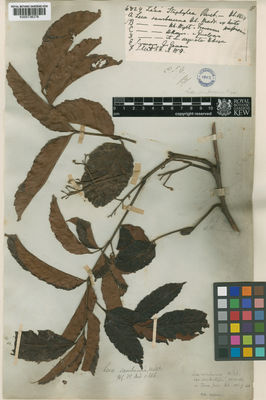 Kew Gardens K000736376:  Wight [s.n.] Burma