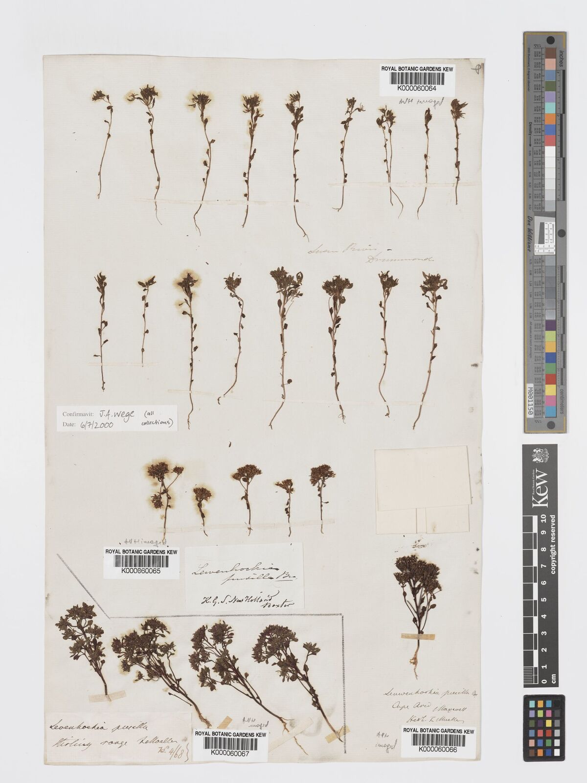 Kew Gardens K000060065:  Baxter, W. [s.n.] Australia