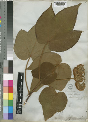 Kew Gardens K000241144:  Hoch. [s.n.] Madagascar