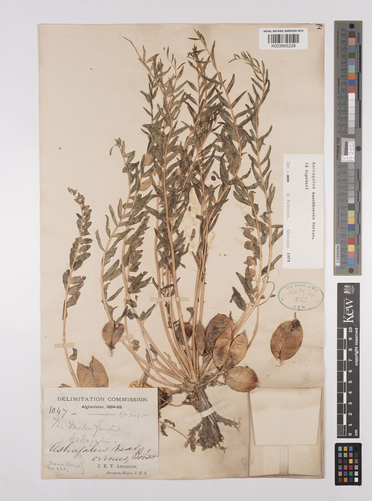 Astragalus nudus