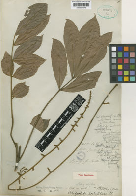 Kew Gardens K000657078:  Porter, G. [s.n.] Malaysia