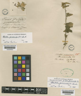 Kew Gardens K000659505:  s.coll. [s.n.] Australia