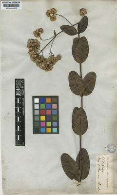 Kew Gardens K000486626:  Barclay [s.n.] Panama