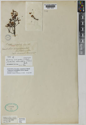 Kew Gardens K000119040:  Mueller, F, J.H. von [s.n.] Australia