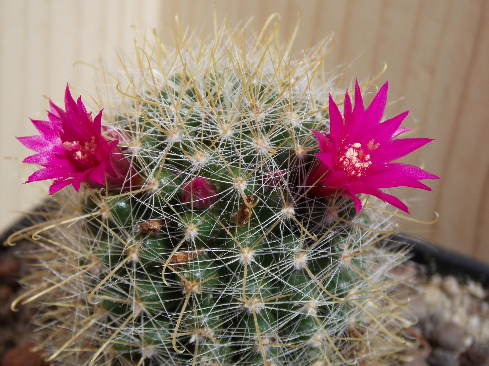 Mammillaria zeilmanniana Boed. | Plants of the World Online | Kew Science