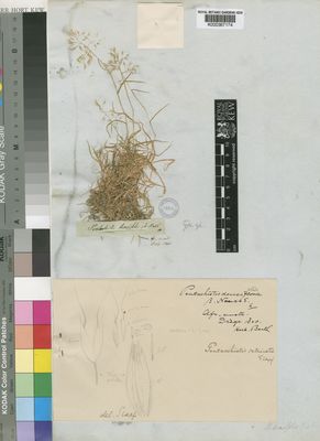 Kew Gardens K000367174:  Drege [s.n.] South Africa