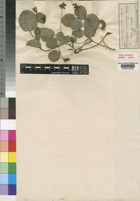 Kew Gardens K000419728:  Welwitsch [4096] Angola