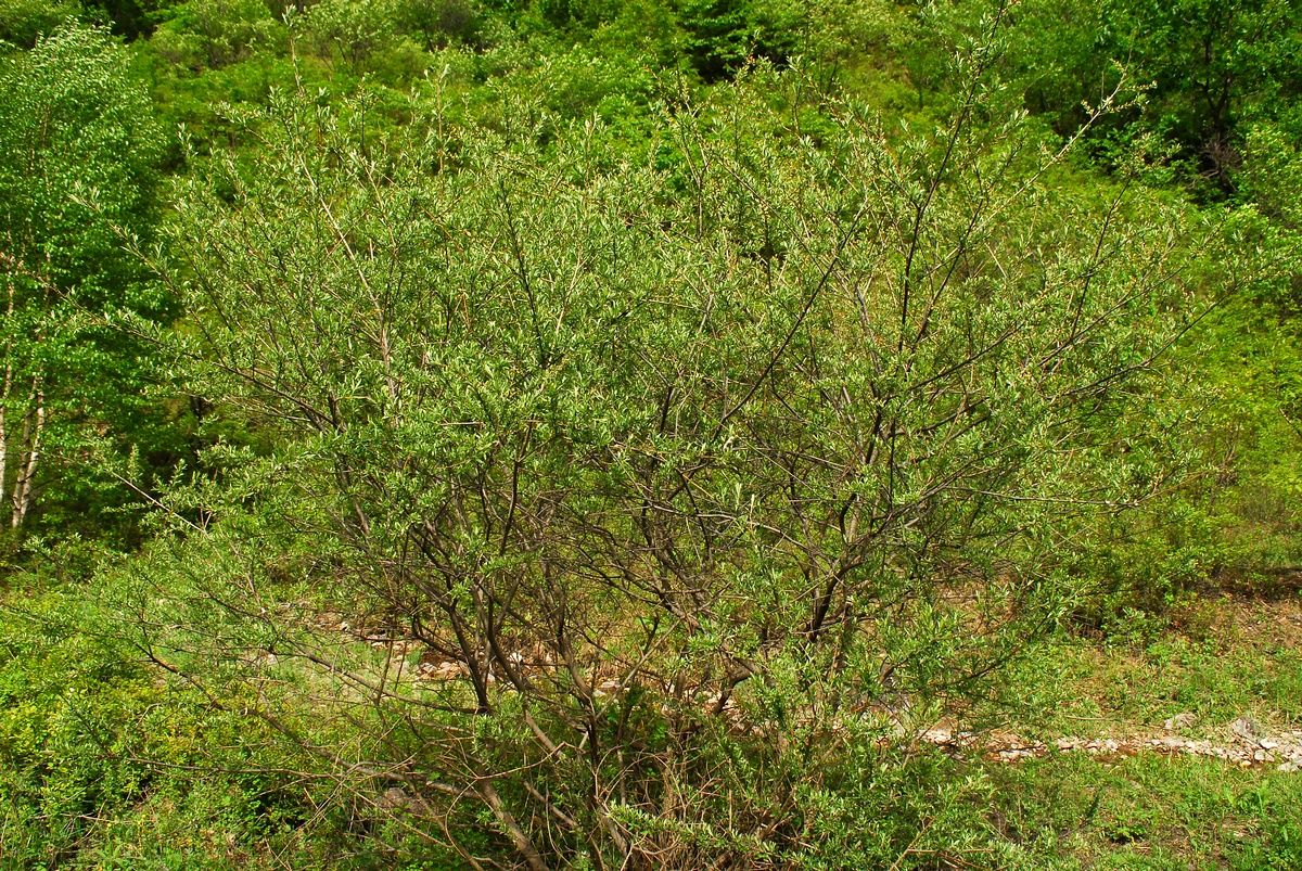 Salix cheilophila C.K.Schneid. | Plants of the World Online | Kew Science