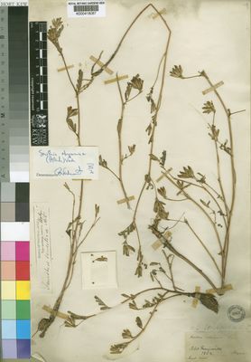 Kew Gardens K000418087:  Peit [s.n.] Ethiopia