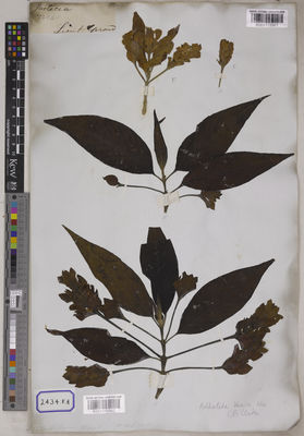 Kew Gardens K001115962:  s.coll. [Cat. no. 2434]