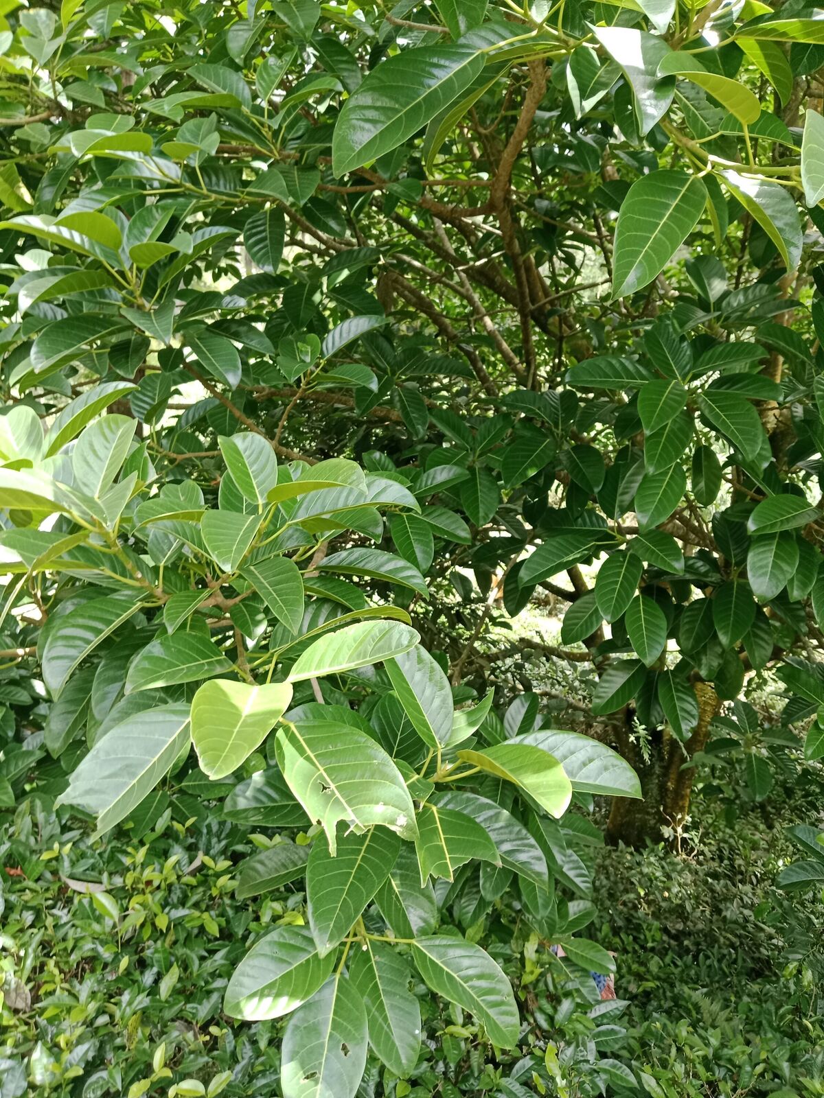 Ficus callosa Willd. | Plants of the World Online | Kew Science