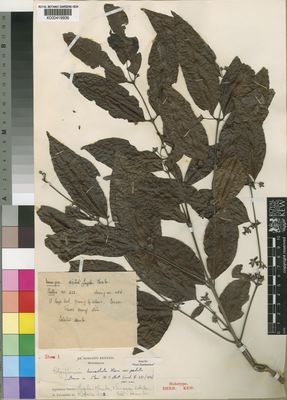 Kew Gardens K000419936:  Faulkner, H. [Pretoria 222] Mozambique