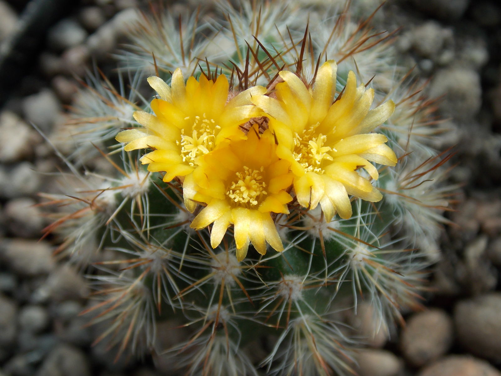 Parodia ayopayana Cárdenas | Plants of the World Online | Kew Science