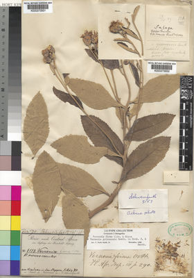 Kew Gardens K000272932:  Krause [s.n.] Guinea