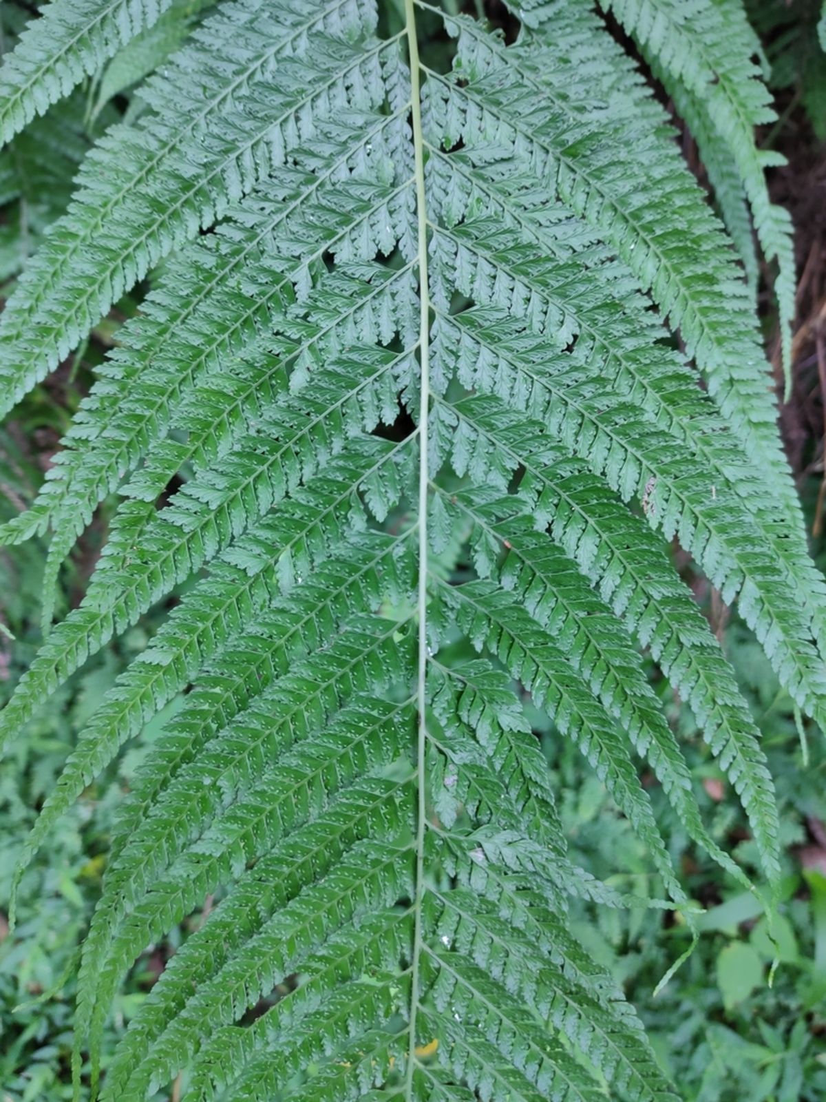 © copyright of the Board of Trustees of the Royal Botanic Gardens, Kew.