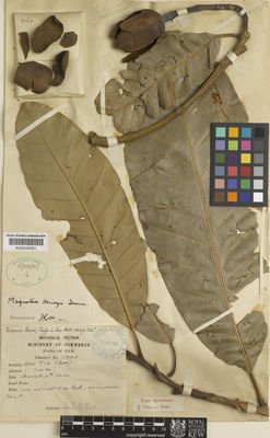 Kew Gardens K000595361:  Kerr, A.F.G. [5060] Thailand