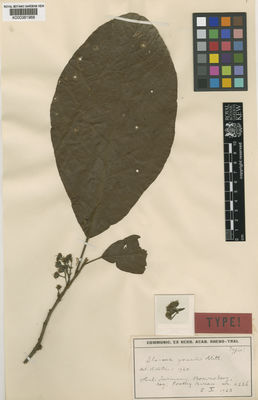 Kew Gardens K000381968:  s.coll. [6226] Suriname