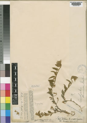 Kew Gardens K000097333:  Thomson [s.n.] Tanzania