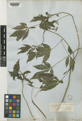 Kew Gardens K000220494:  Sinclair, A. [s.n.] Ecuador