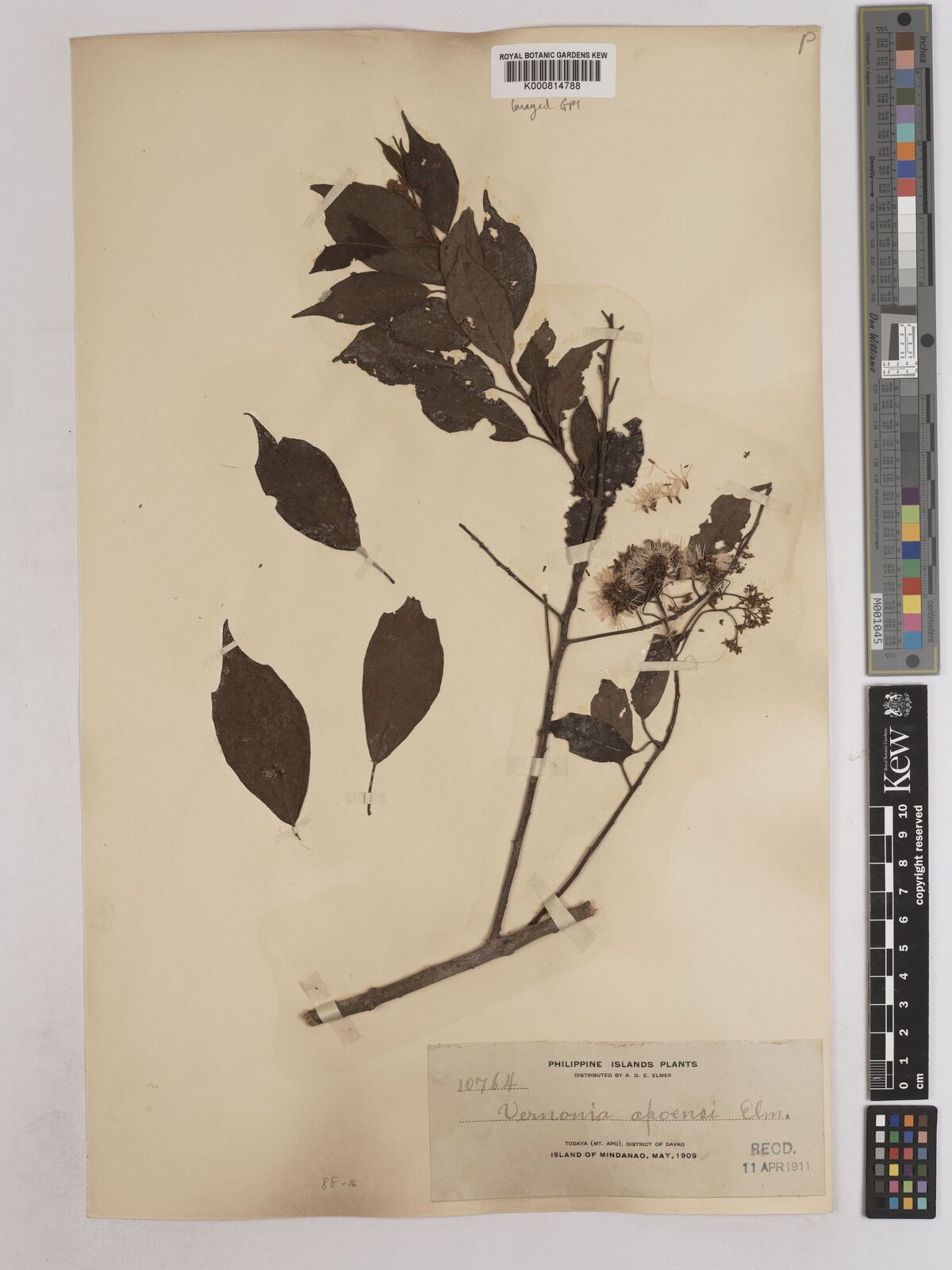 Kew Gardens K000814788:  Elmer, A.D.E. [10764] Philippines