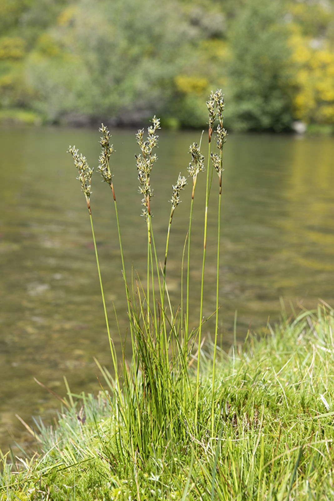 © copyright of the Board of Trustees of the Royal Botanic Gardens, Kew.