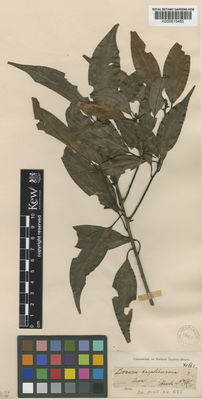 Kew Gardens K000815485:  Blume, C.L.von [s.n.] Indonesia