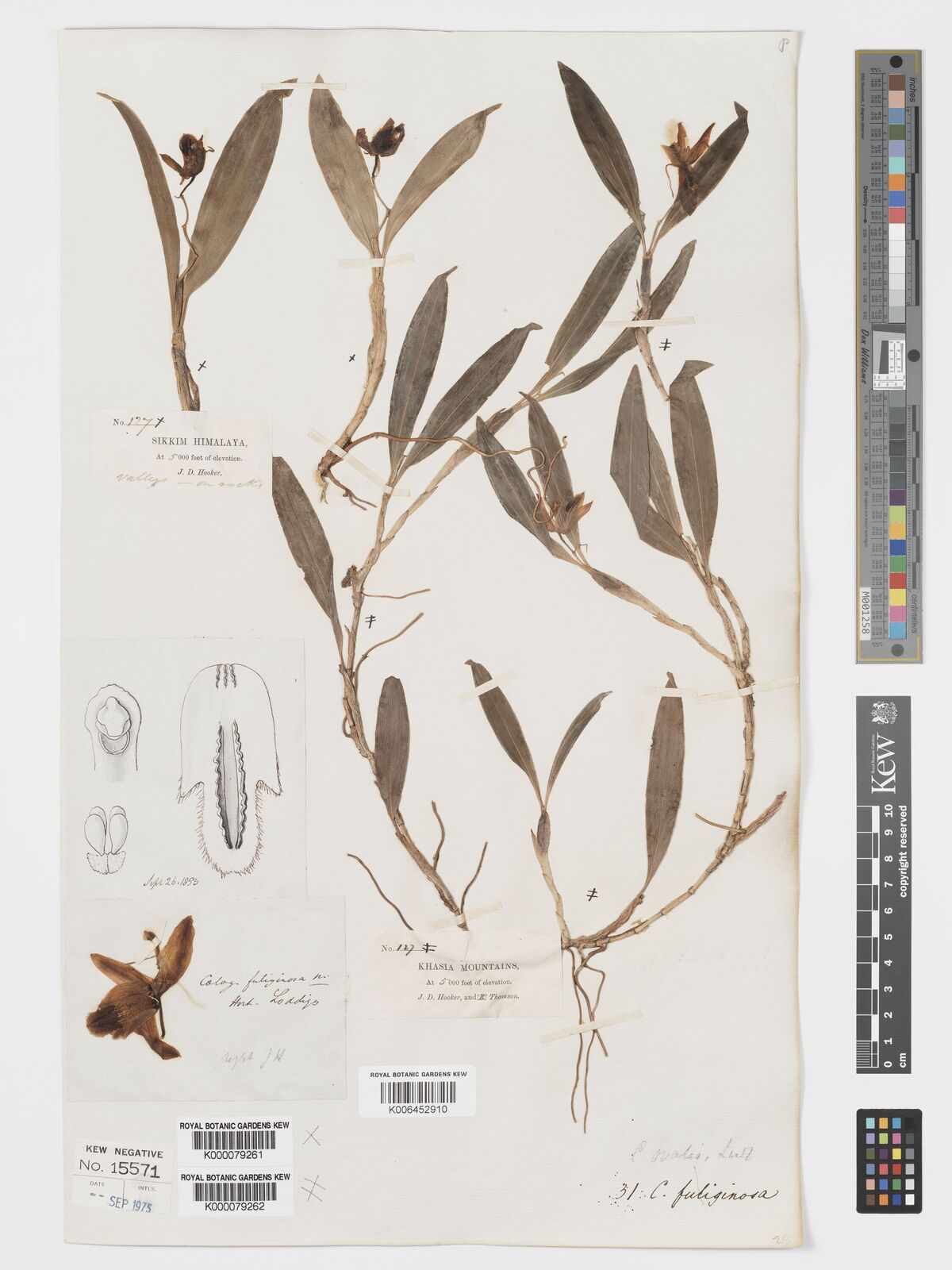 Kew Gardens K000079262:  Thomson, T.; Hooker, J.D. [127] India