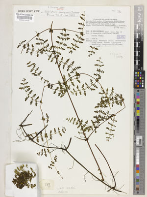 Kew Gardens K000519430:  Hennipman, E. [5367] Indonesia