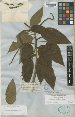 Kew Gardens K000600660:  s.coll. [1388] Colombia
