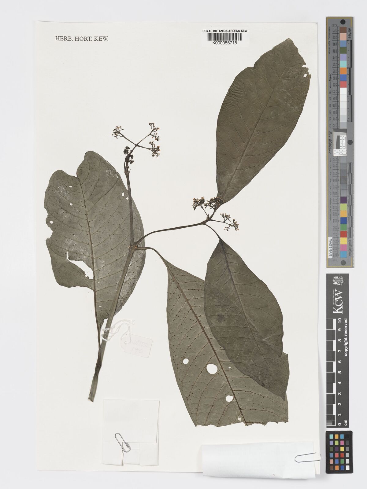 Psychotria leptophylla
