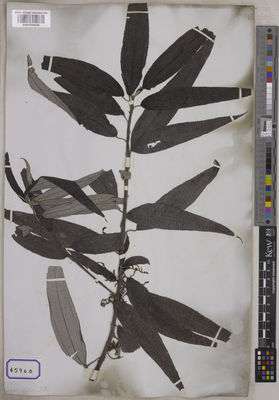 Kew Gardens K001039428:  De Silva, F. [Cat. no. 4596]