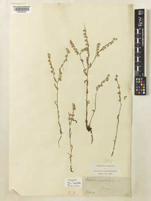 Kew Gardens K000895988:  Balansa, B. [s.n.] Turkey