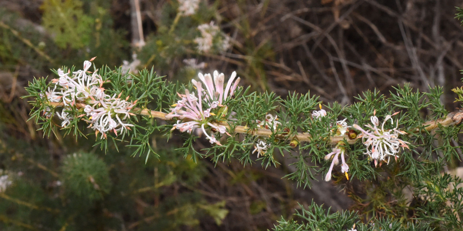 Petrophile axillaris Meisn. | Plants of the World Online | Kew Science