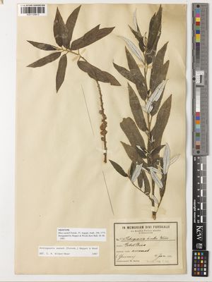 Kew Gardens K001129813:  Schweinfurth, G., [comm. W. Barbey] [436] Yemen